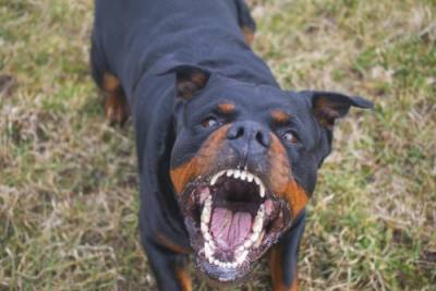 Texas dog bite injury lawyer