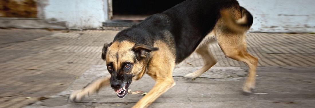 Dog Bites | Marsala Law Group